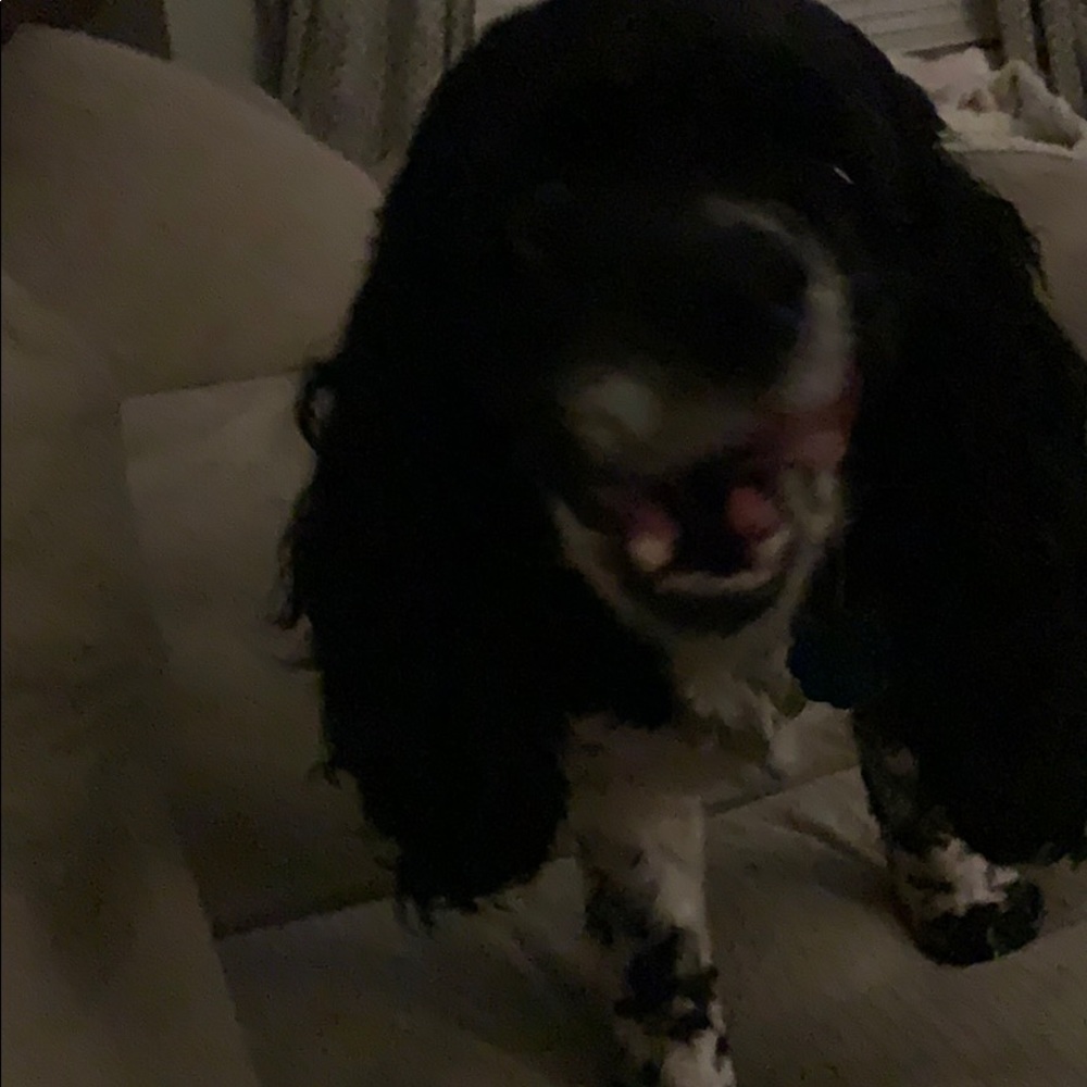 Meet your Posher, Chris